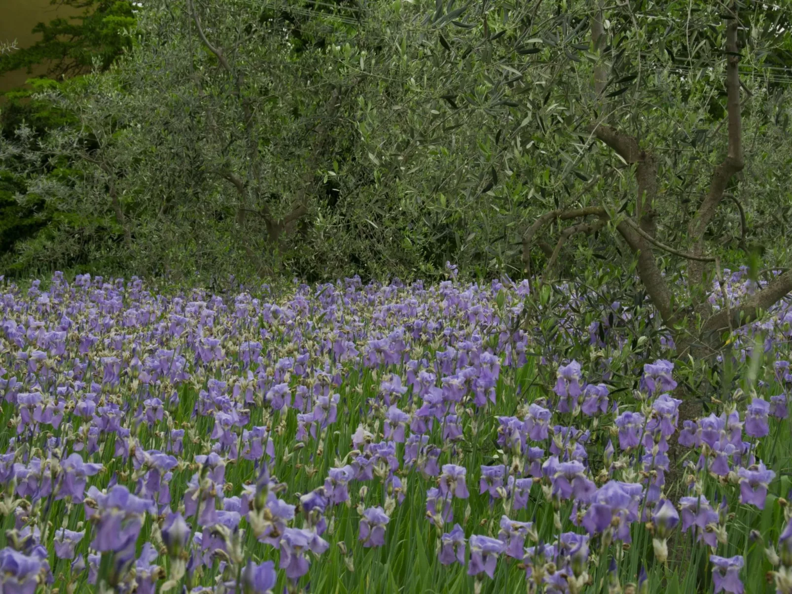 Wohnung in Figline Valdarno mit Gemeinschaftspool-Image-tags.info