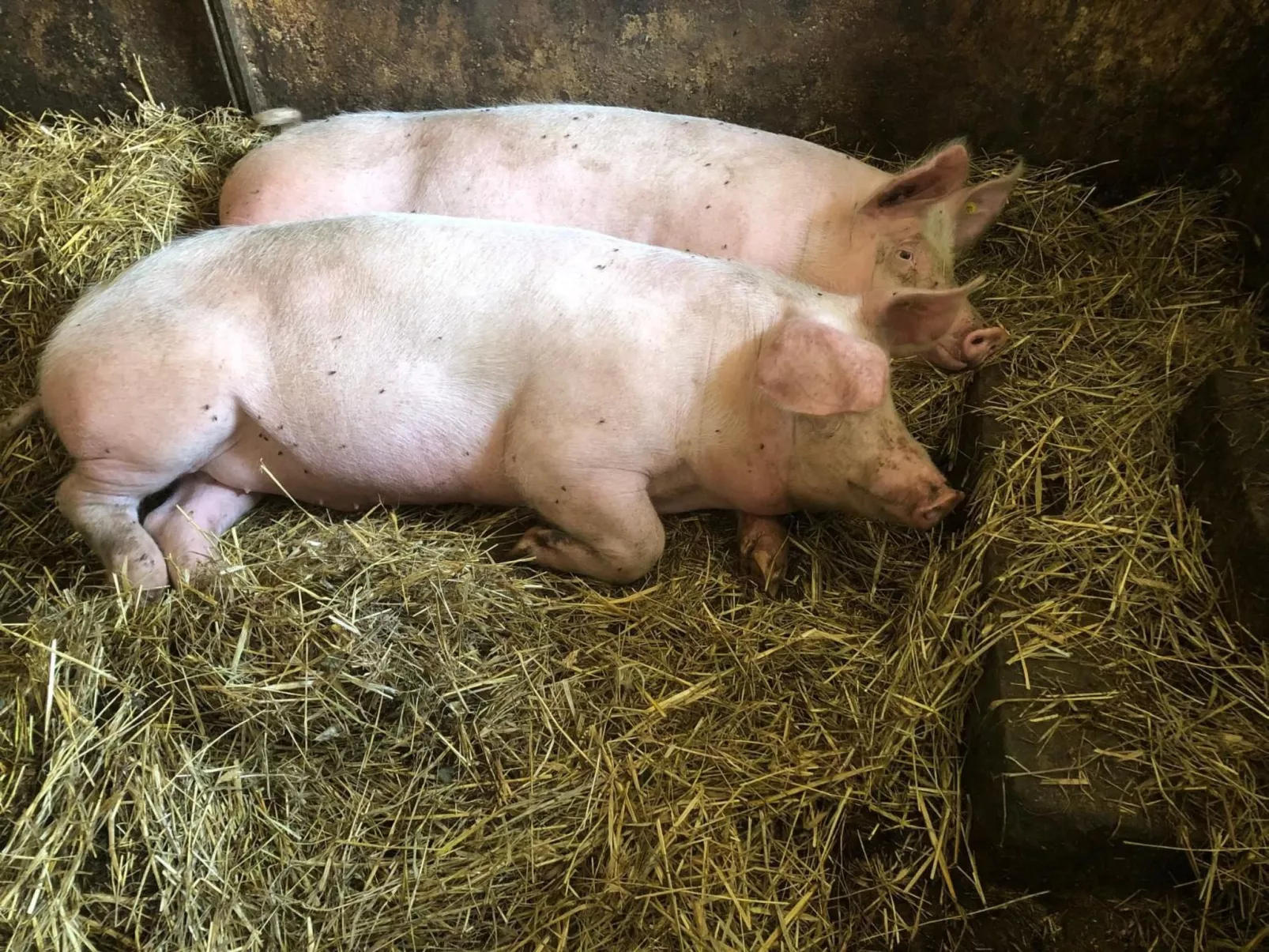 Wandlhof Ferienwohng