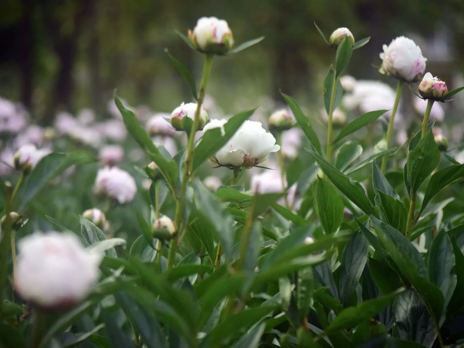 Villa Mi, Rukavac, Opatija Riviera-Buiten