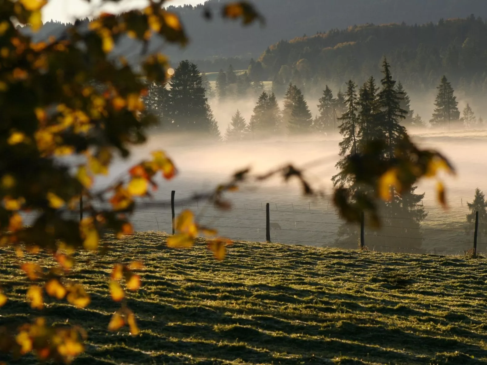 Maison de vacances - Les Hirondelles