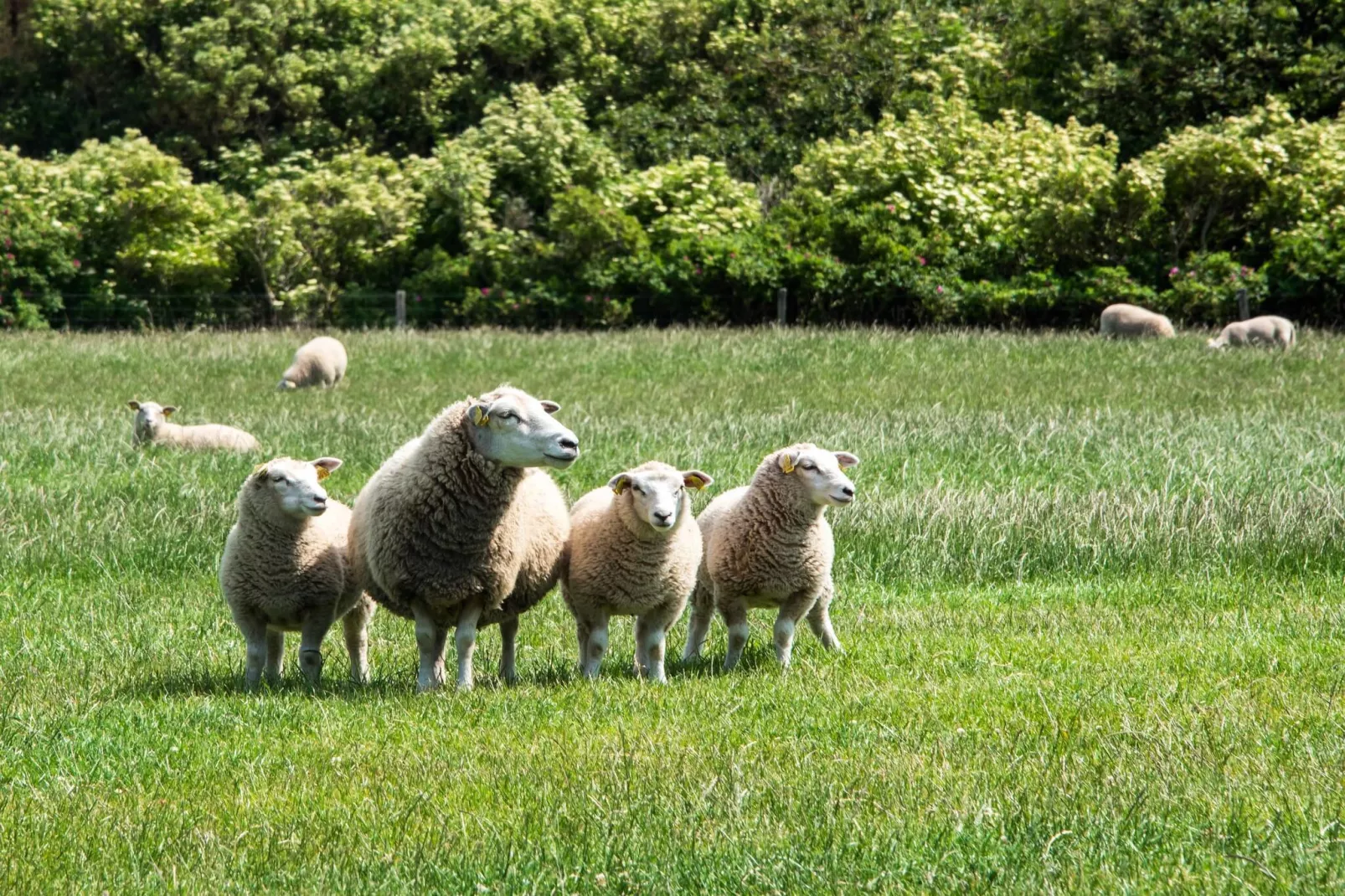 6 persoons vakantie huis in Thyholm-By Traum-Buitenlucht