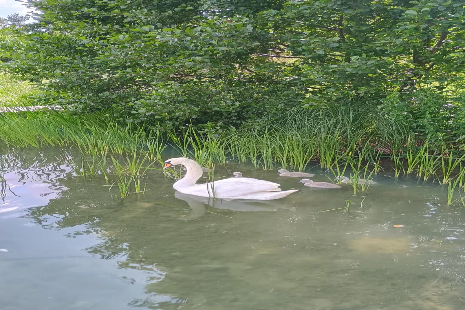 Holiday home Parchowo-Gebieden zomer 1km