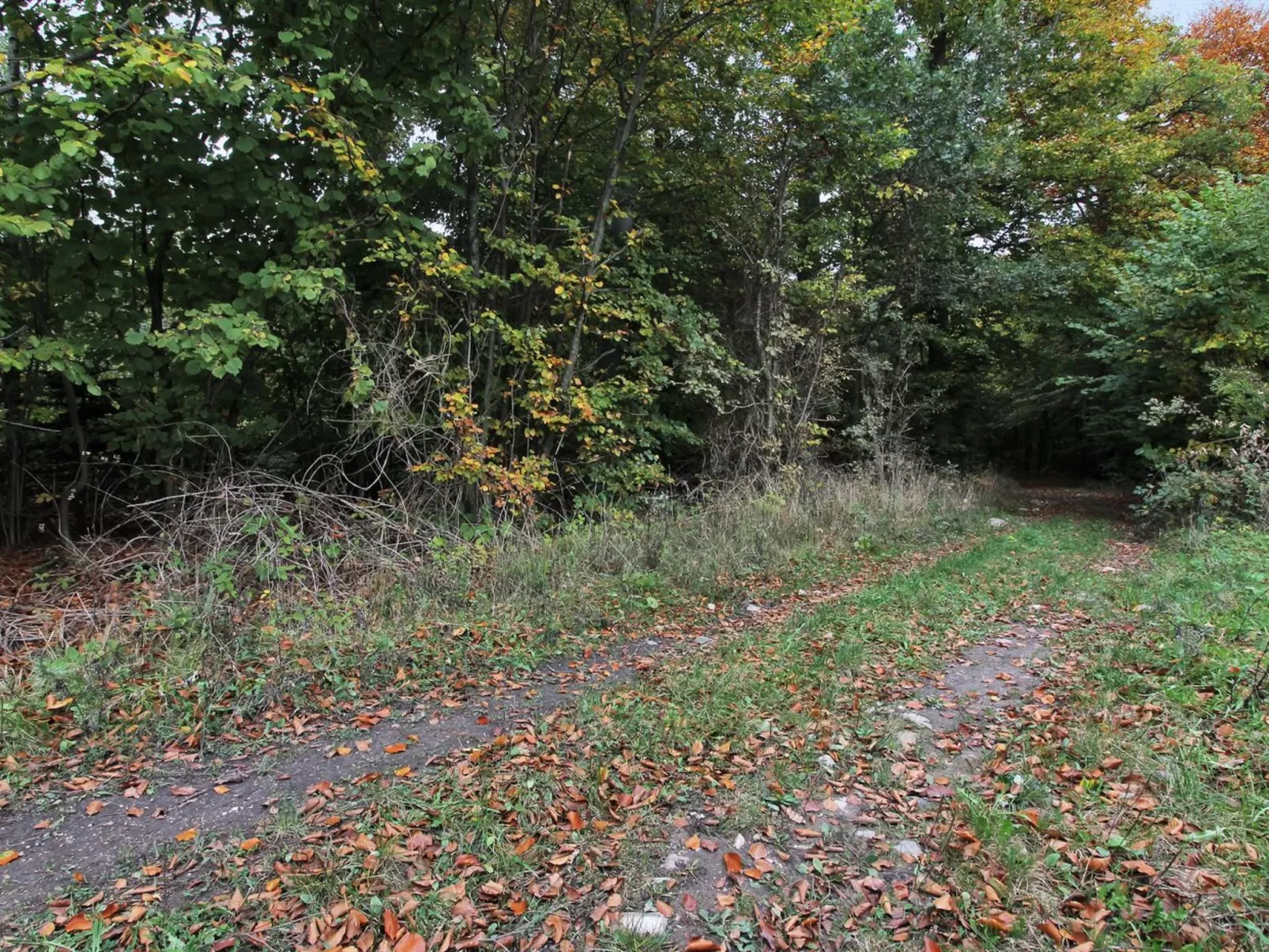 "Vojo" - 100m from the sea