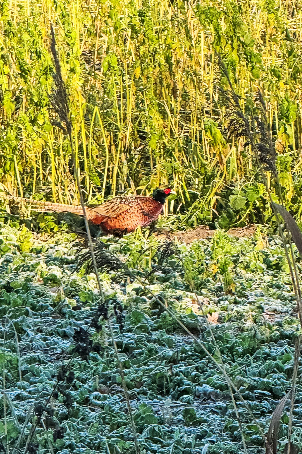 Freier Feldblick mit Hottube-Buiten