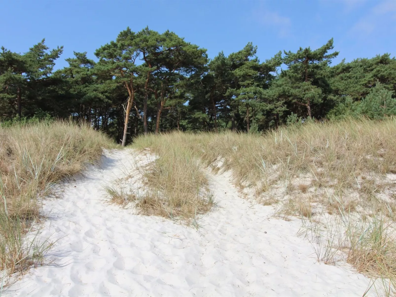 "Wale" - 100m from the sea