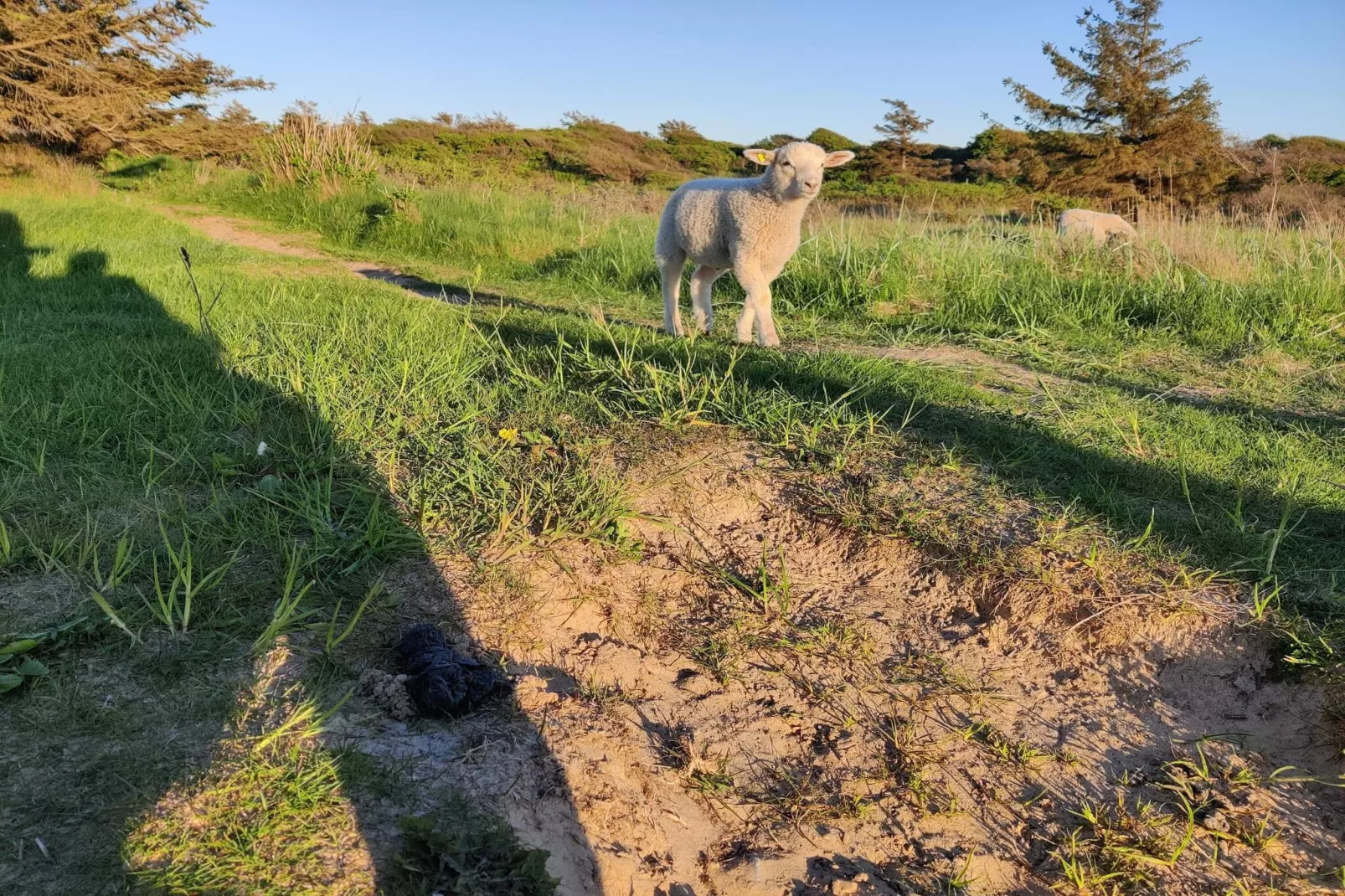 6 persoons vakantie huis in Hjørring