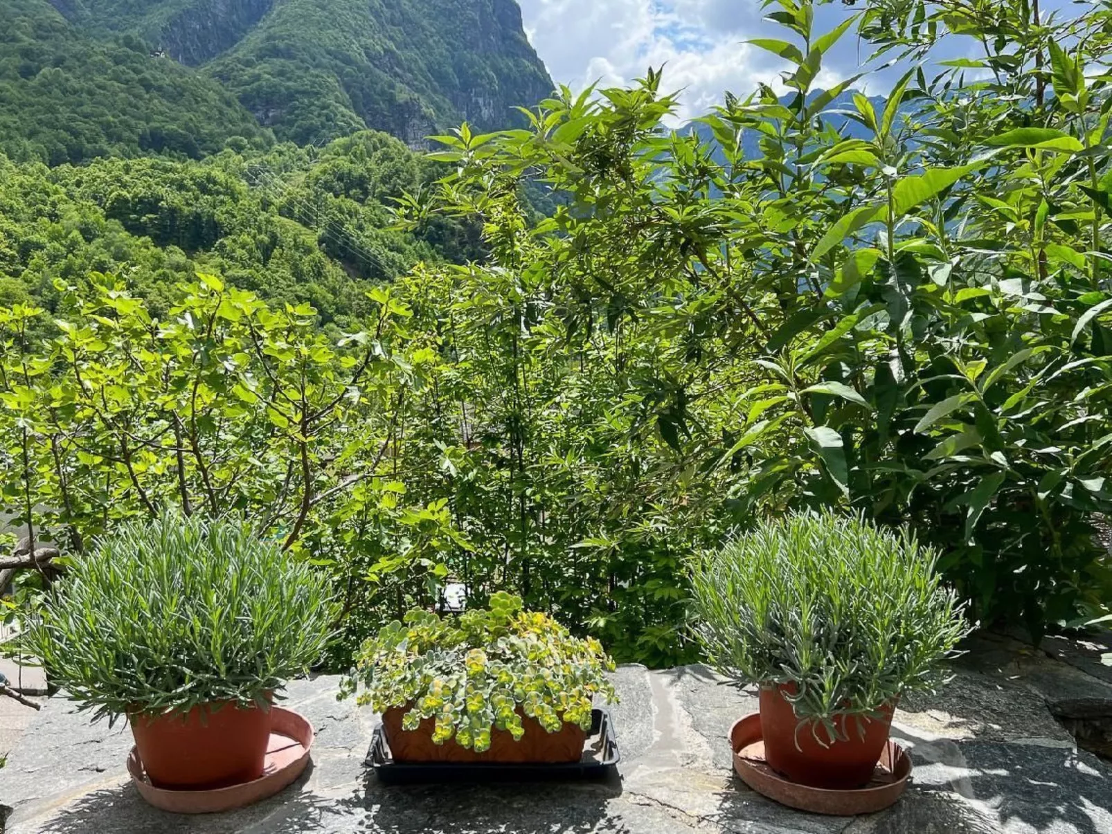 Rustico Nonno Milton