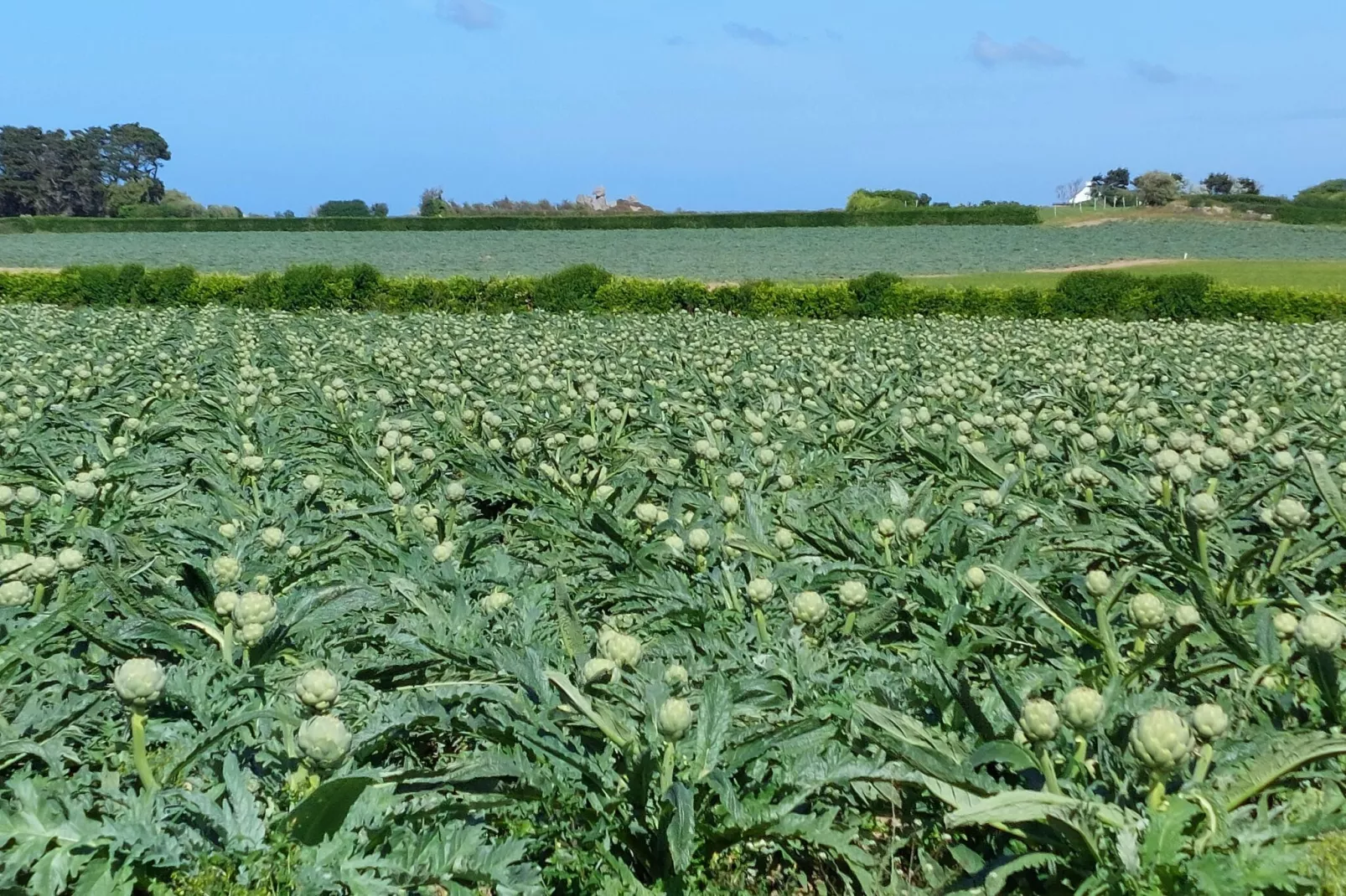 Ferienhaus mit Meerblick Cléder 10 Pers-Gebieden zomer 1km