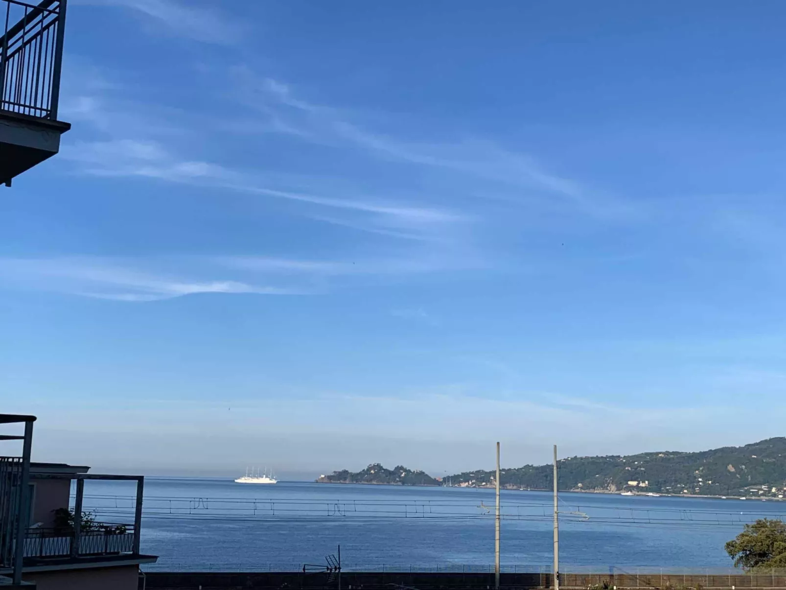 Pitosforo - Image-tags.info