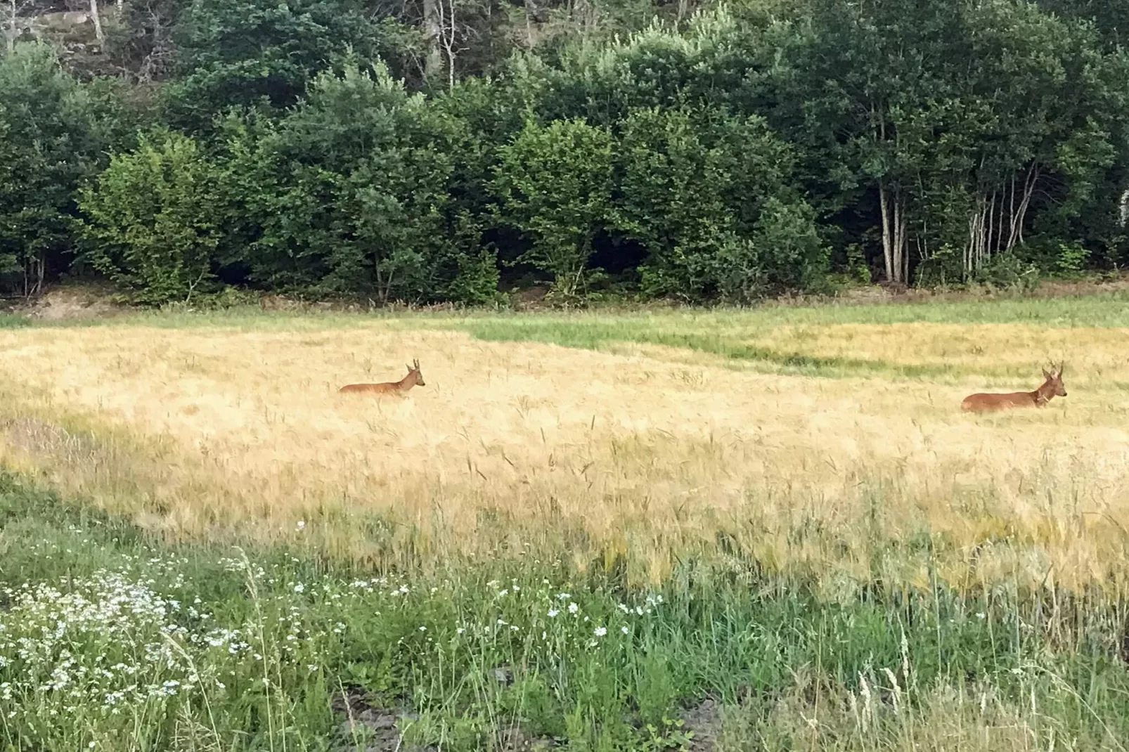 6 Personen vakantie huis in HUNNEBOSTRAND-Buitenlucht