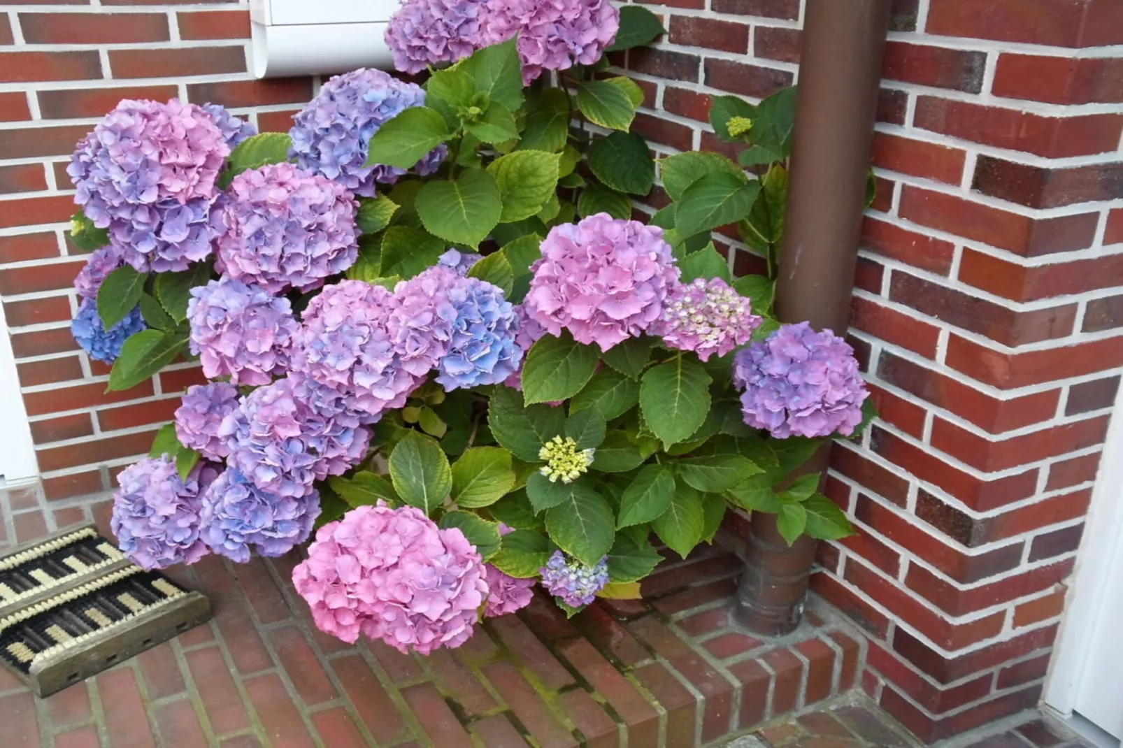 204827-Buitenkant zomer