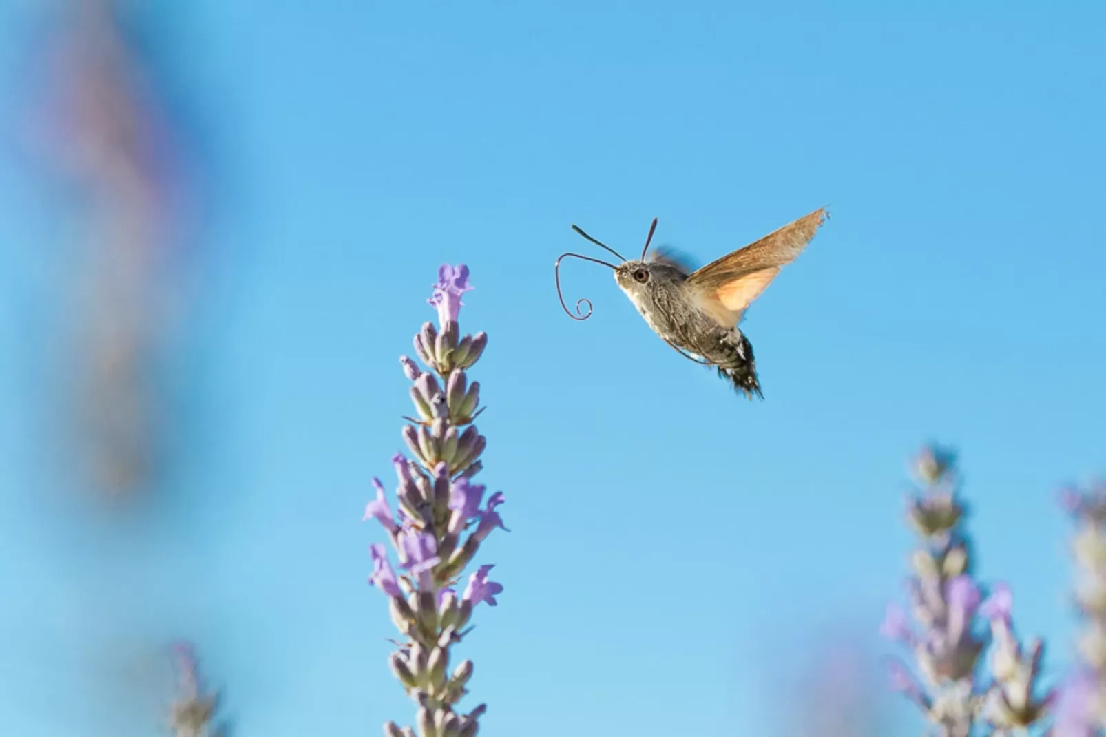 Le petit Nichoir-Gebieden zomer 5km