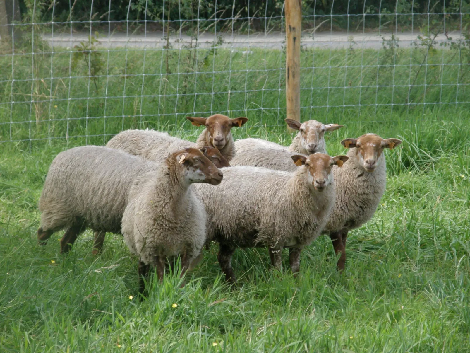 Blackthorn für 6 Personen - Image-tags.info