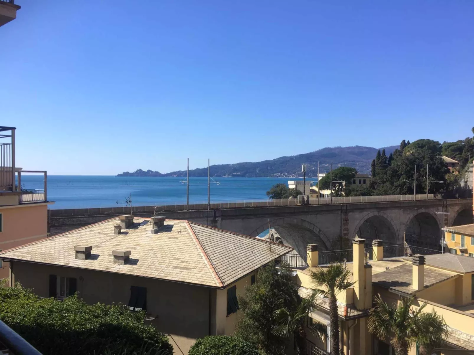 Pitosforo - Image-tags.info