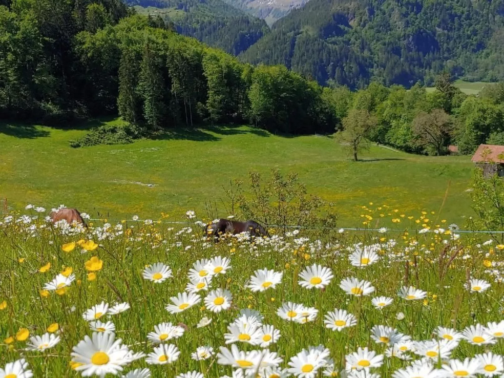 Wohnung Mit 2 Schlafzimmern “Alleschwendi” - Image-tags.info