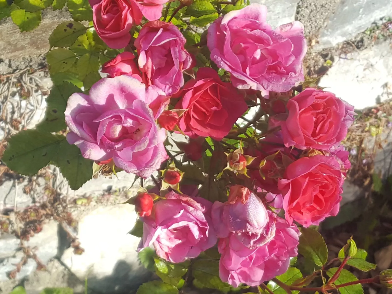 Chalet Elsa Murau - Buiten