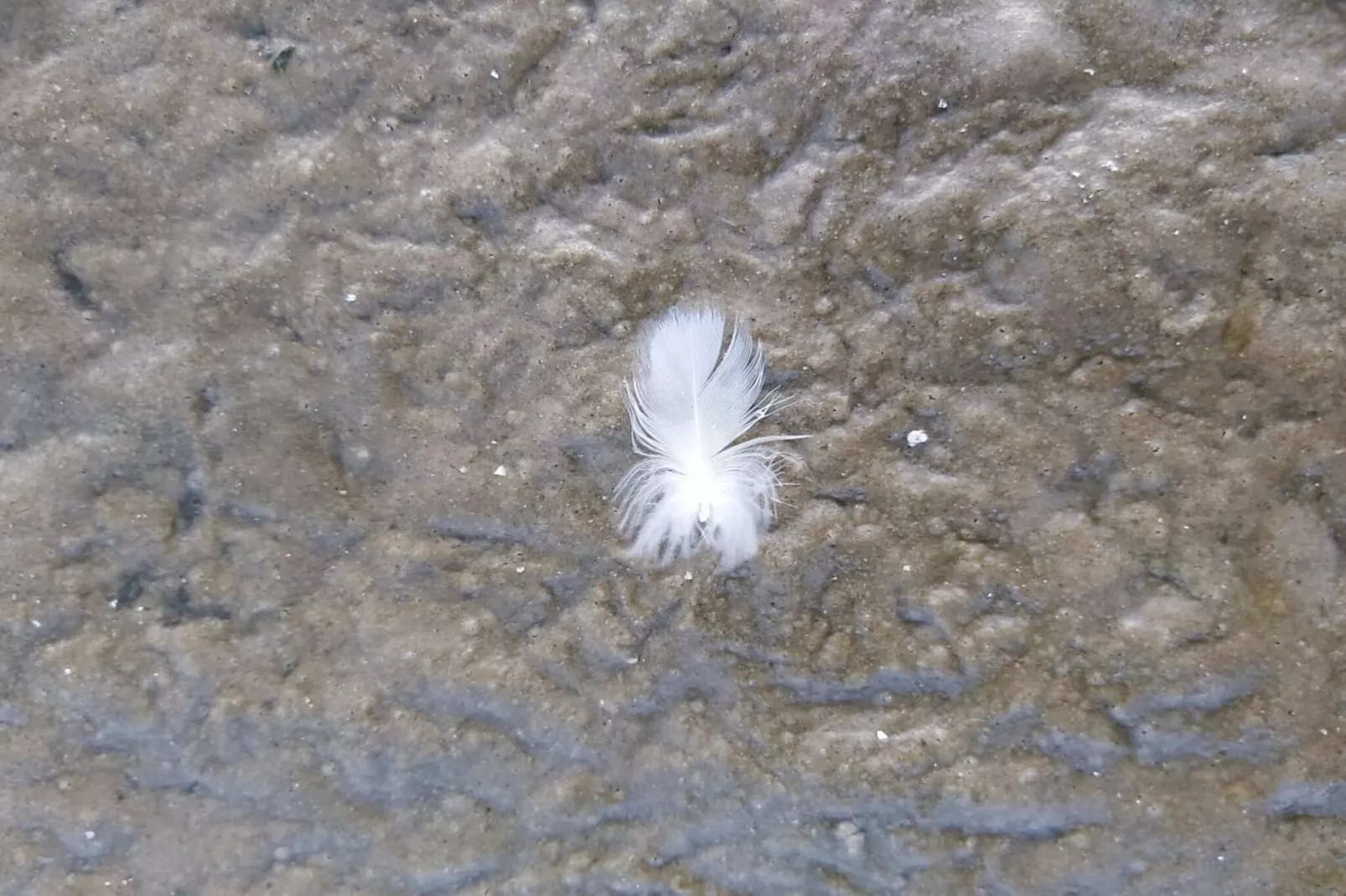 490310-Gebieden zomer 5km