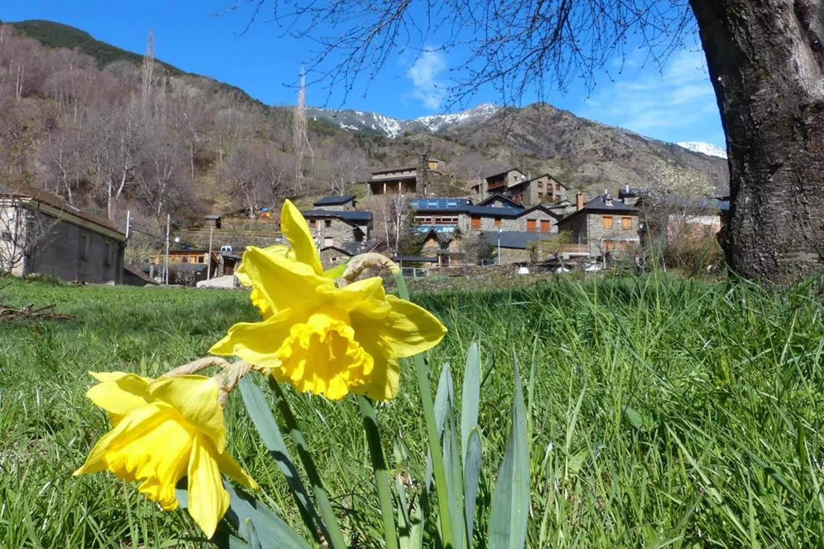 La Pica-Gebieden zomer 1km