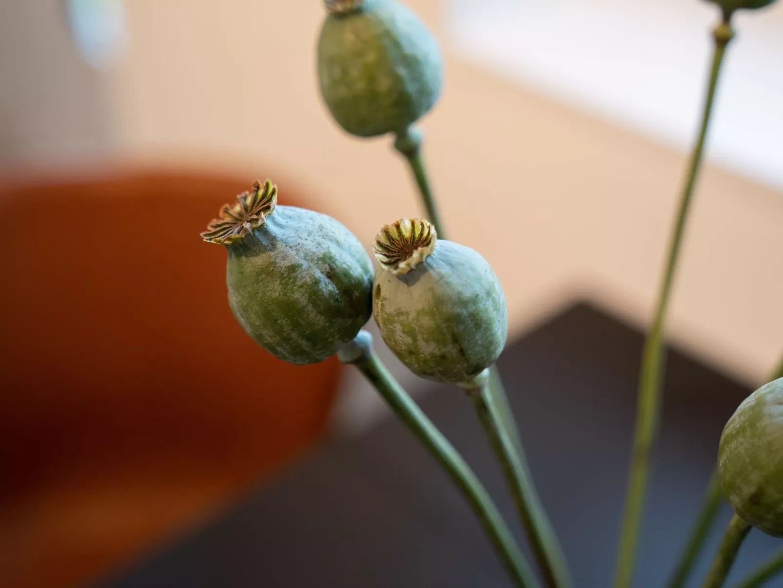 Küstenbutze - Modernes Apartment für 2 mit vollausgestatteter Küche, Balkon, Ne - Image-tags.info