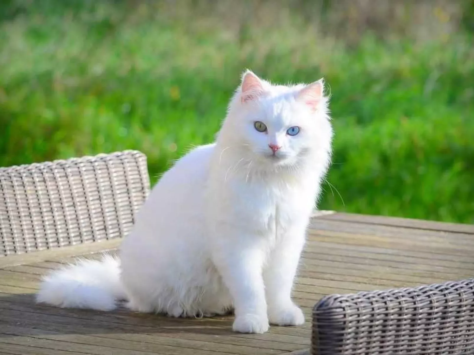 Blackthorn für 6 Personen - Image-tags.info