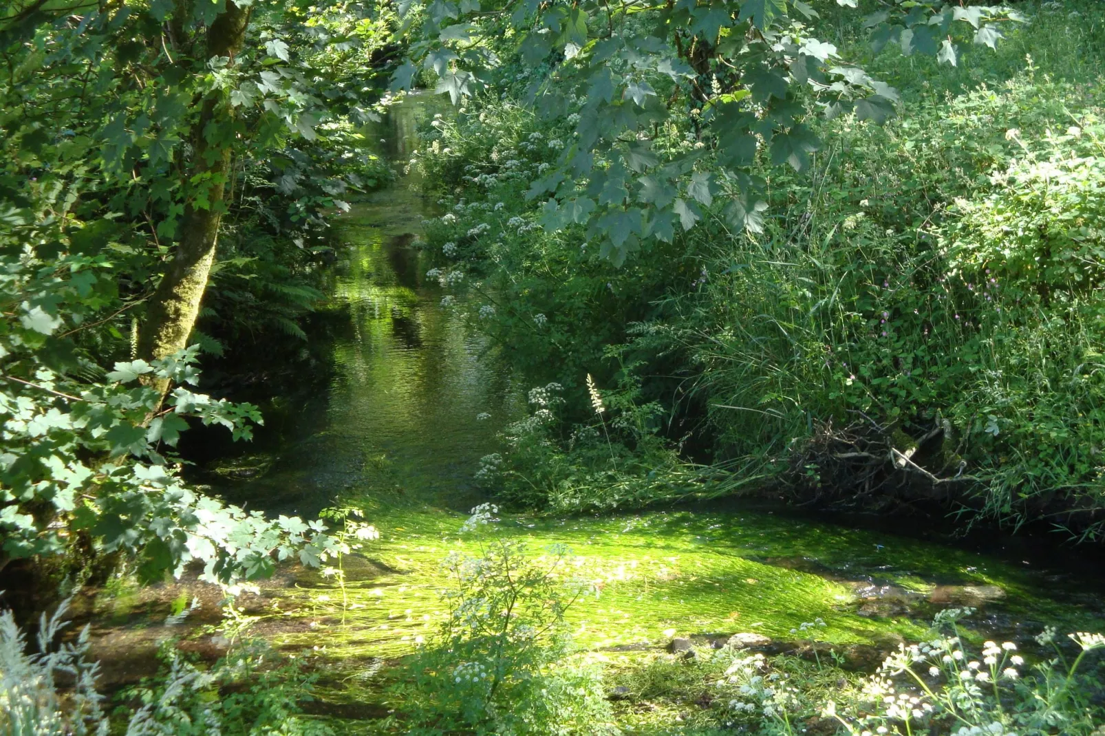 Giles-Gebieden zomer 1km