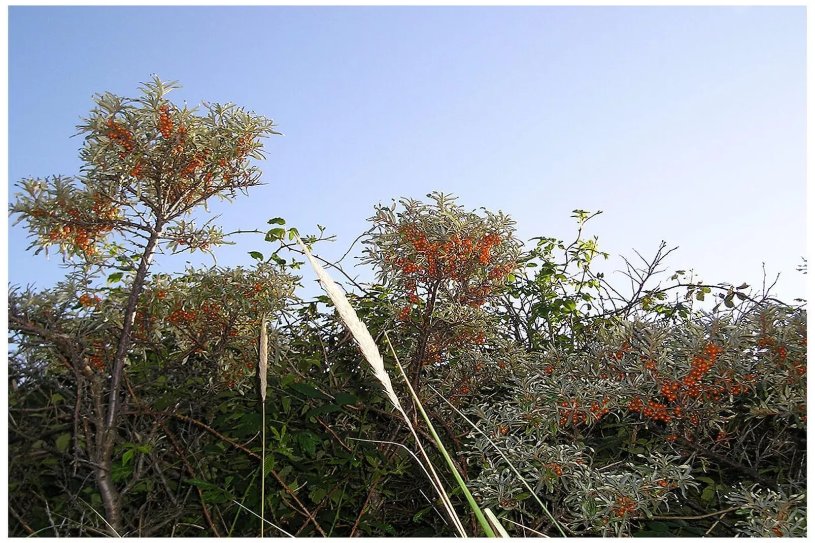 289188-Gebieden zomer 5km