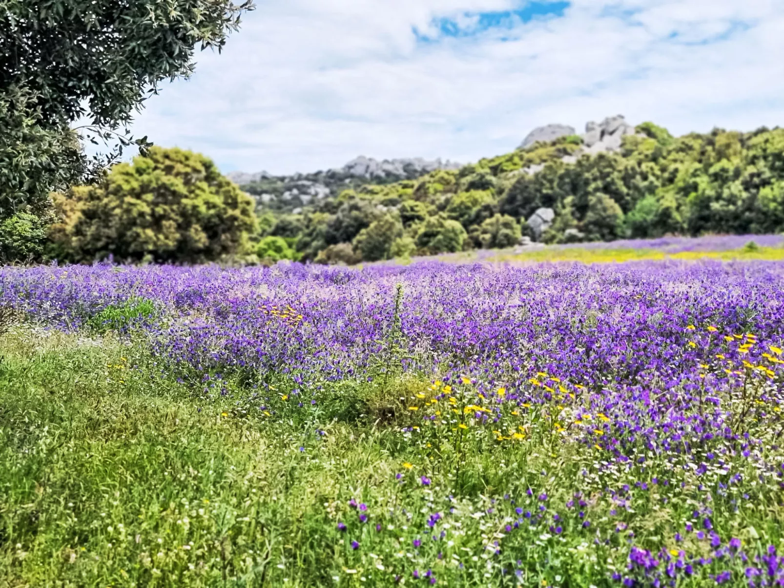 Stazzu Sarra di Monti-Binnen