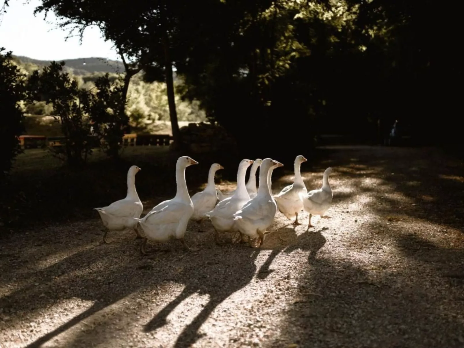 Le Radici - Zafferano - Entspannen im Herzen von Umbrien - Image-tags.info