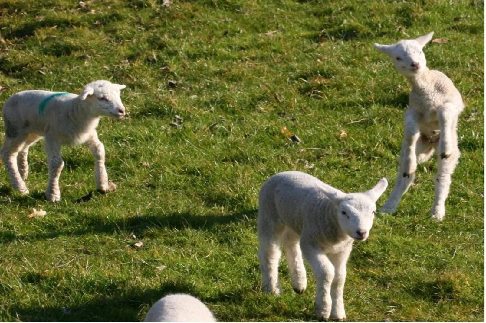 604282 - Tuinen zomer