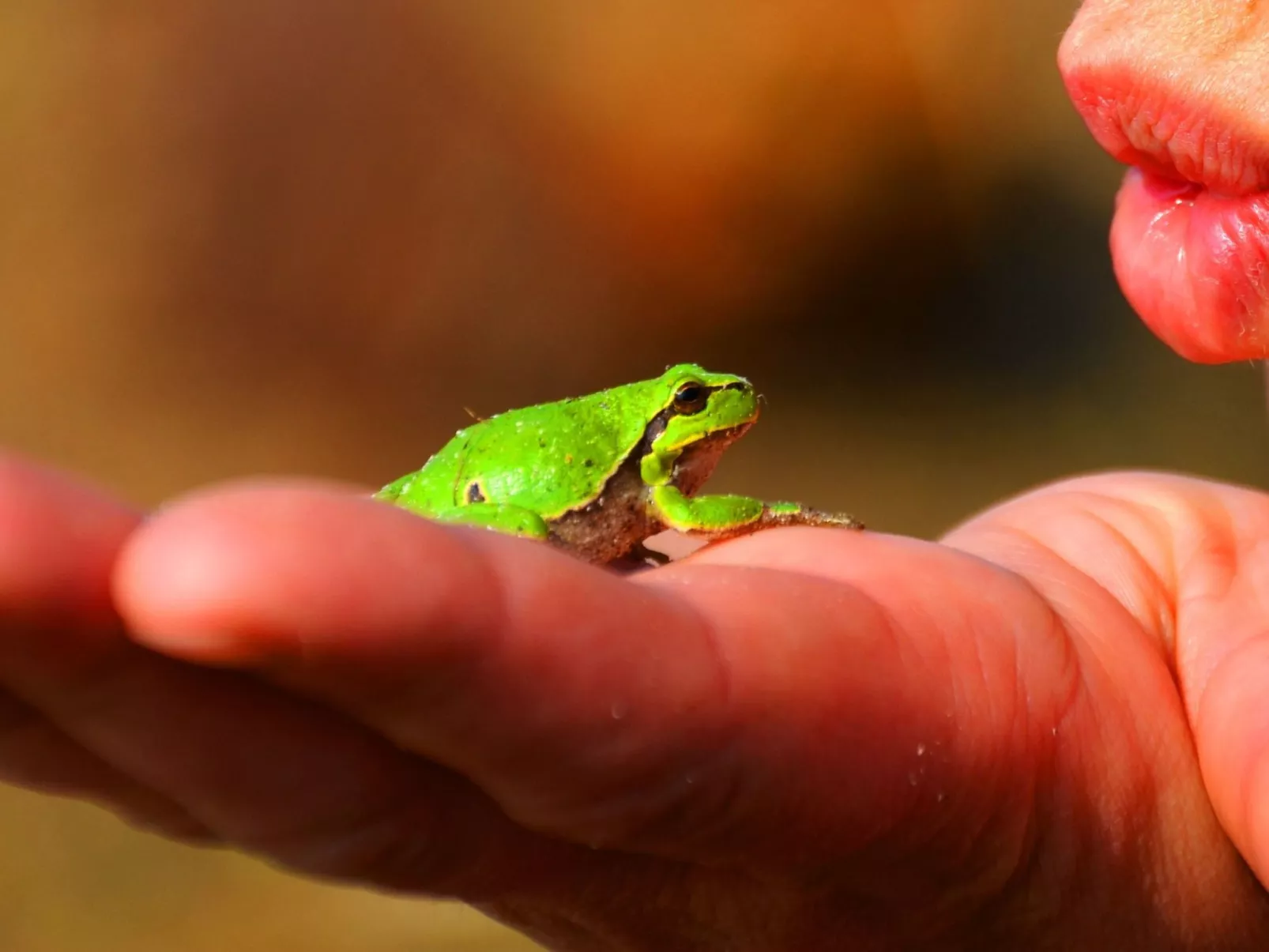 Romantische Ferienwohnung Froschkönig-Image-tags.info