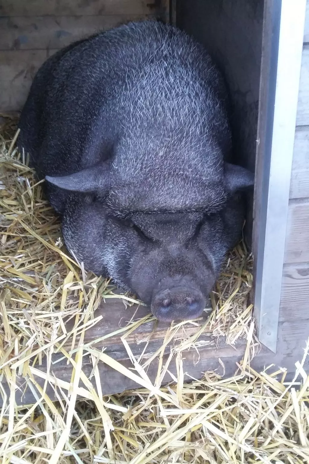 Blackthorn für 6 Personen - Image-tags.info