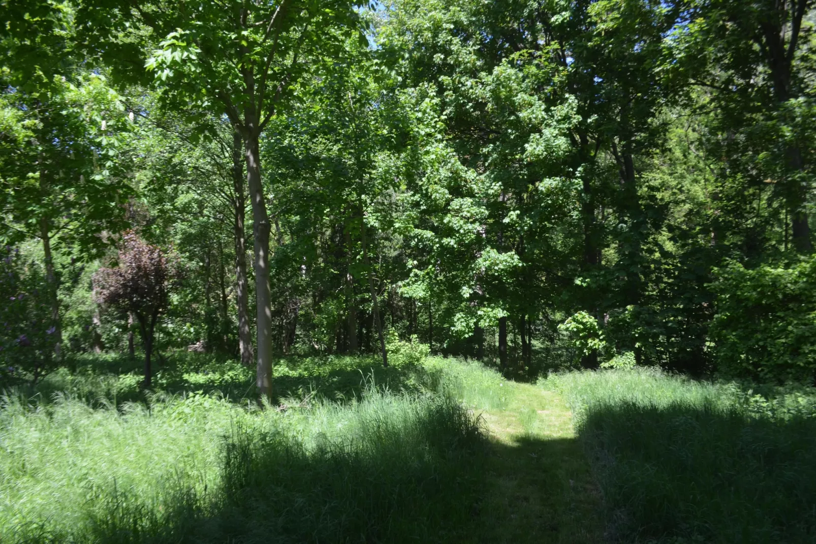Gästehaus Kühne Fewo 1 OG-Tuinen zomer