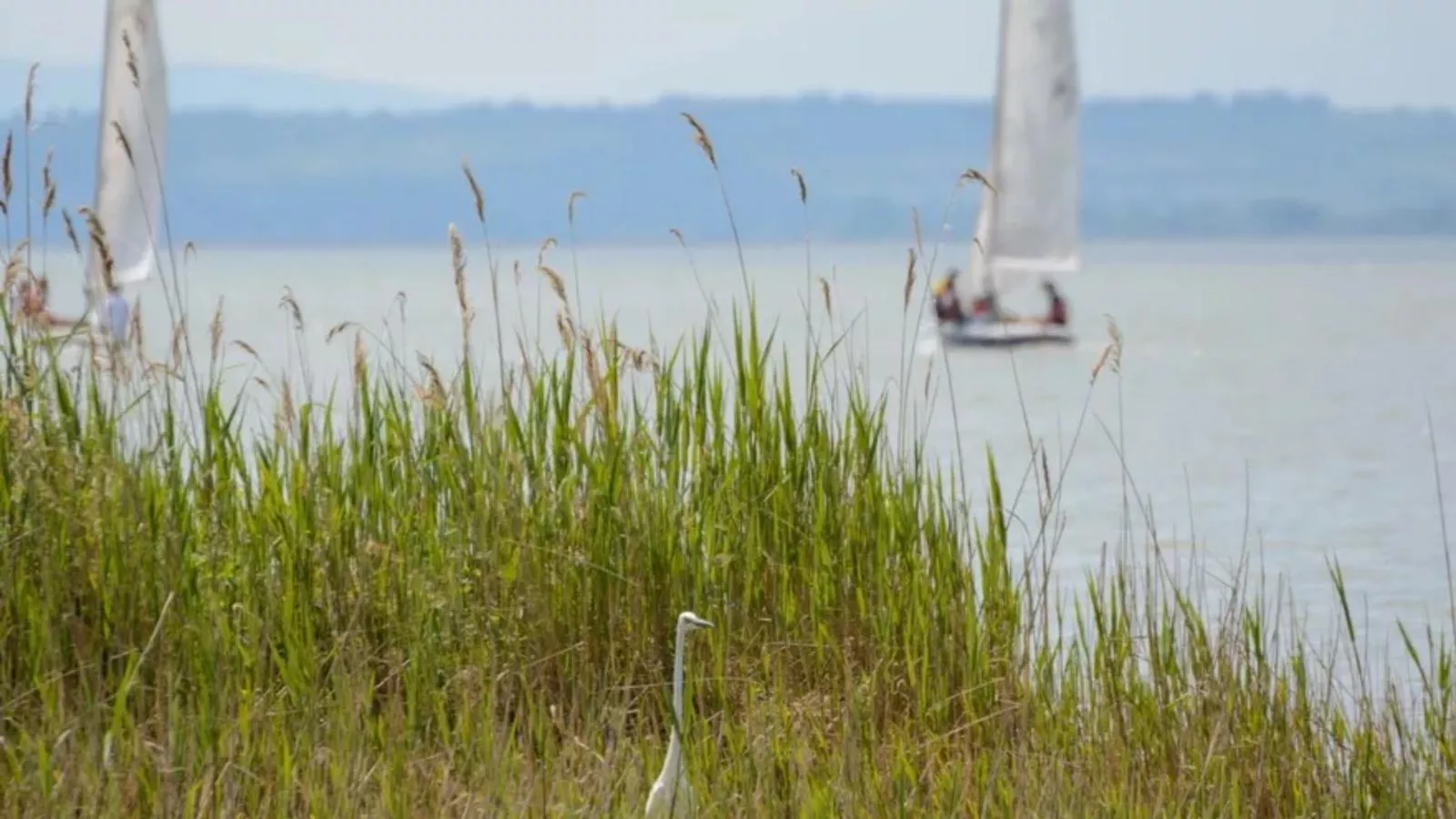 Guesthouse Spa Leithagebirge - Uitzicht zomer