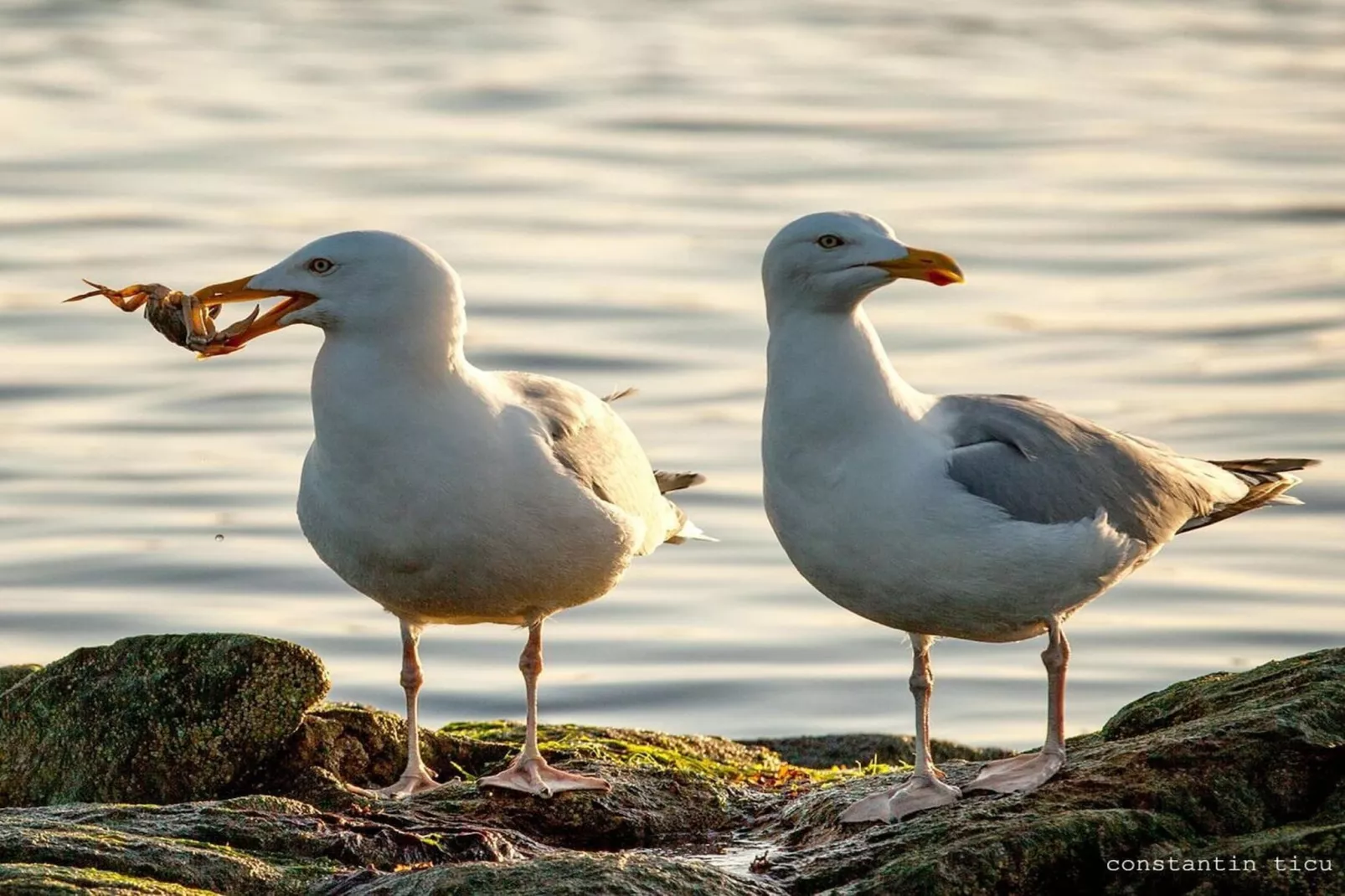67704-Gebieden zomer 5km