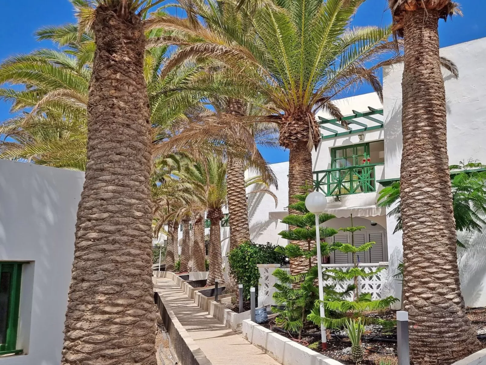 Palm Garden - Image-tags.info