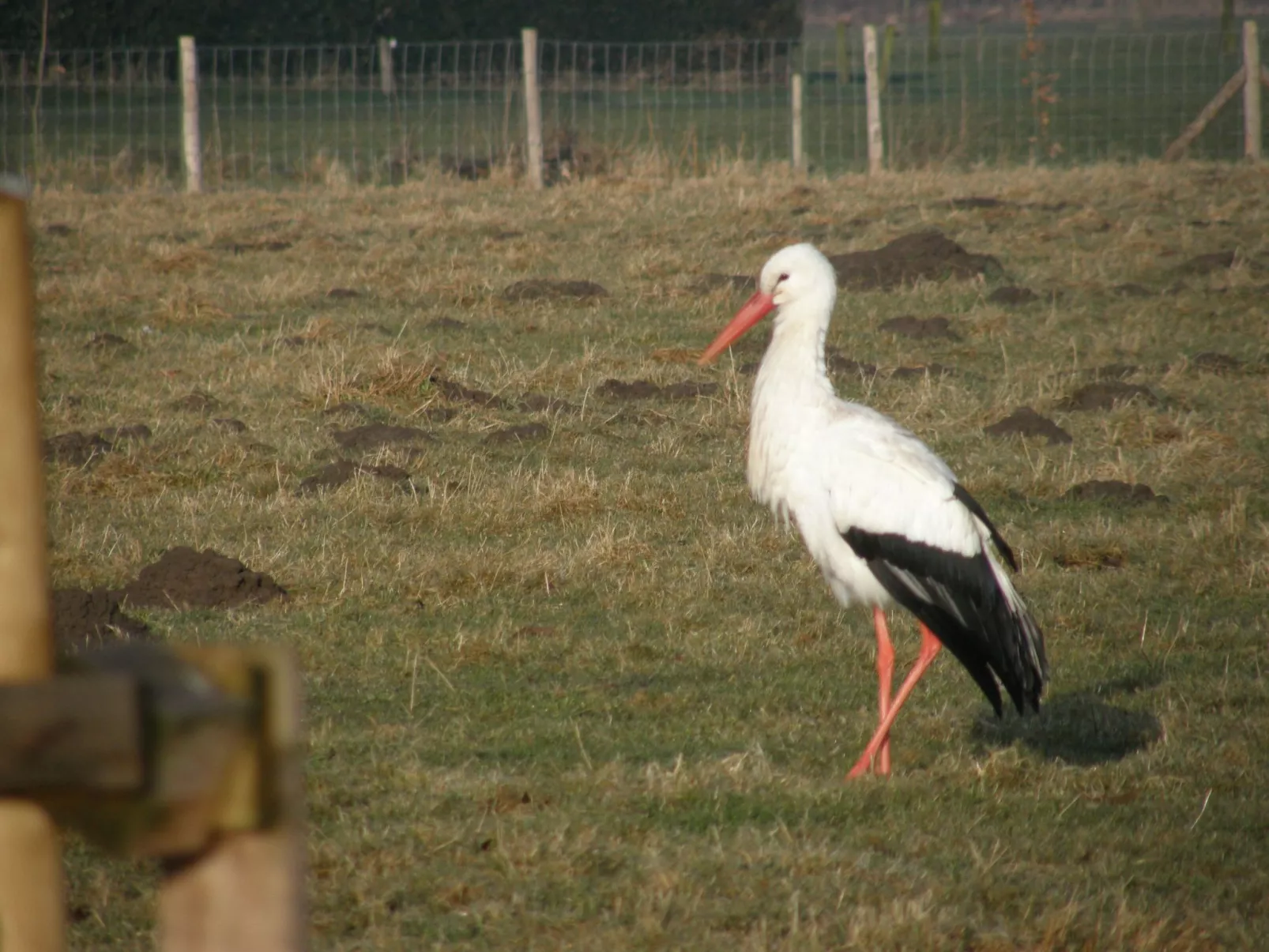 Blackthorn für 6 Personen - Image-tags.info