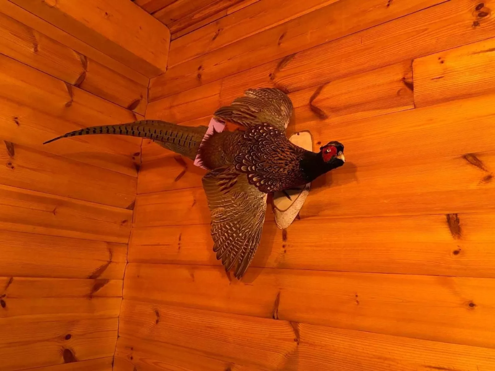 WaldhausEichhörnchen - Image-tags.info