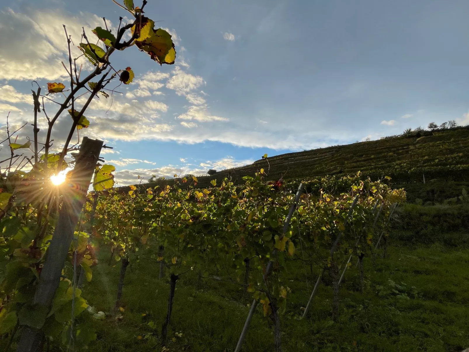 Am Weinberg - Image-tags.info