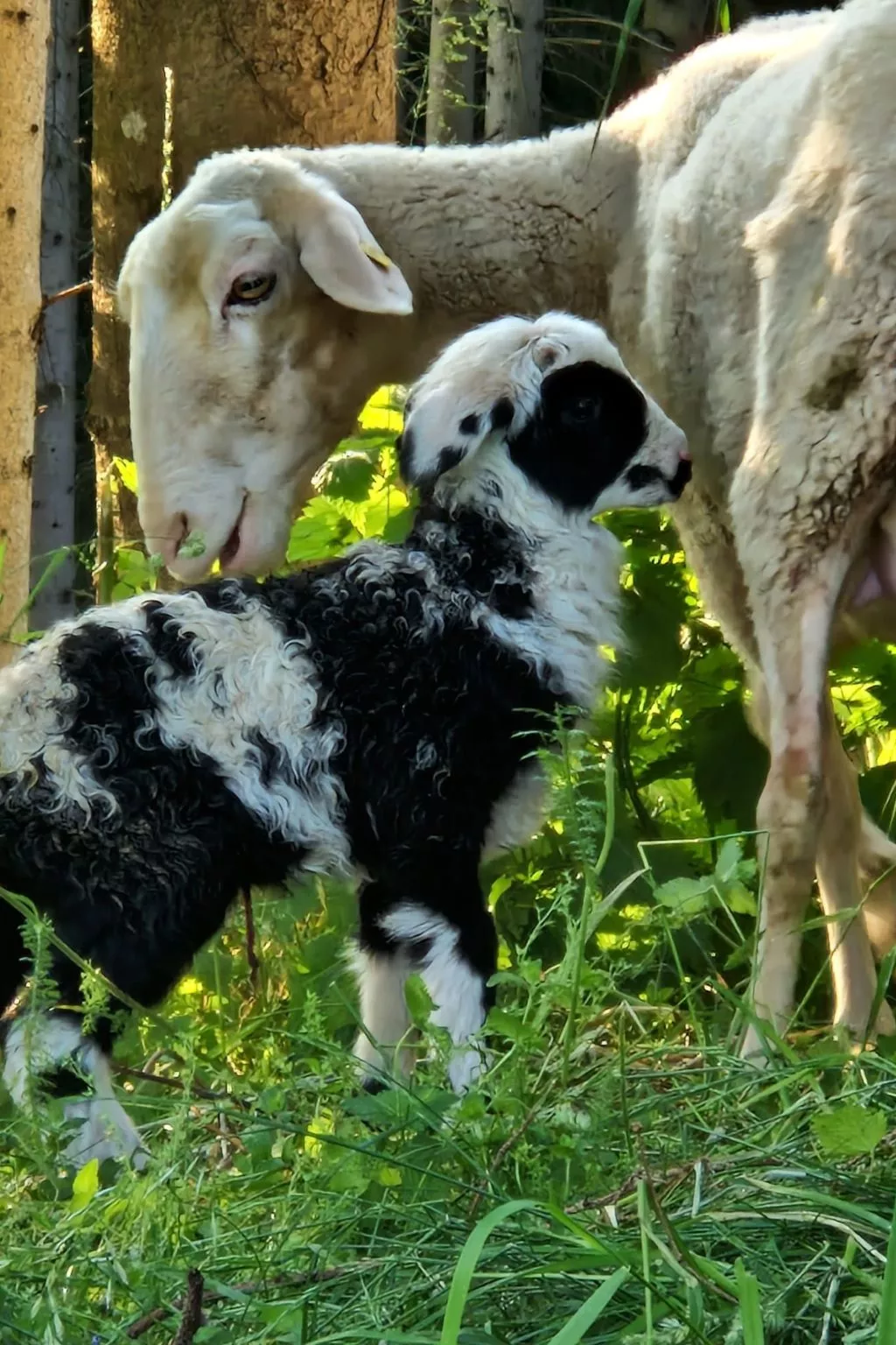 Appartement Apollo in der Wohlfühloase am Trausdorfberg mit Sauna Whirlpoolnutz-Image-tags.info
