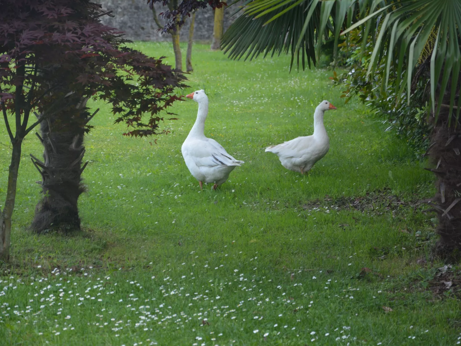 Apartment "Monika" - Image-tags.info