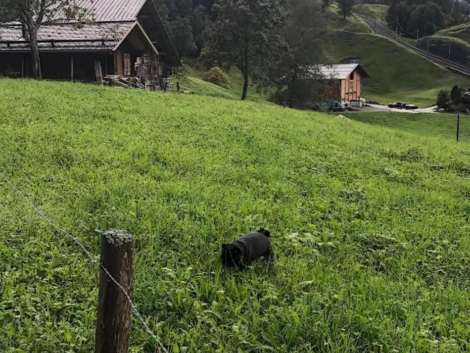 Im grünen - Image-tags.info