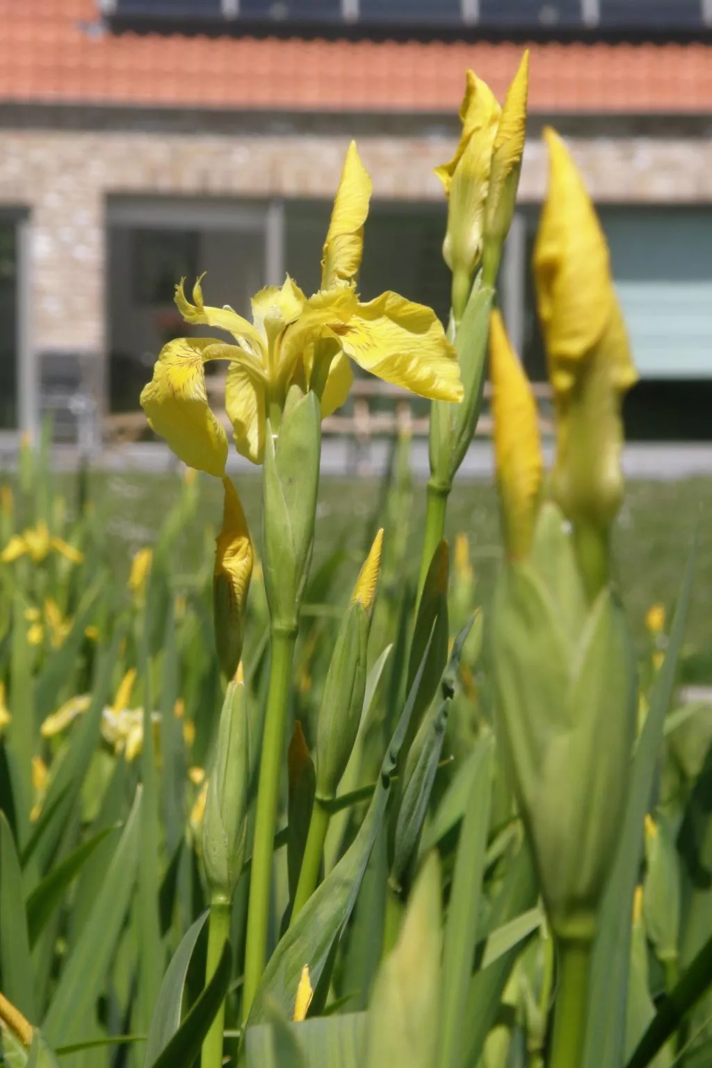 Appartement Meidoorn in Jabbeke - Image-tags.info