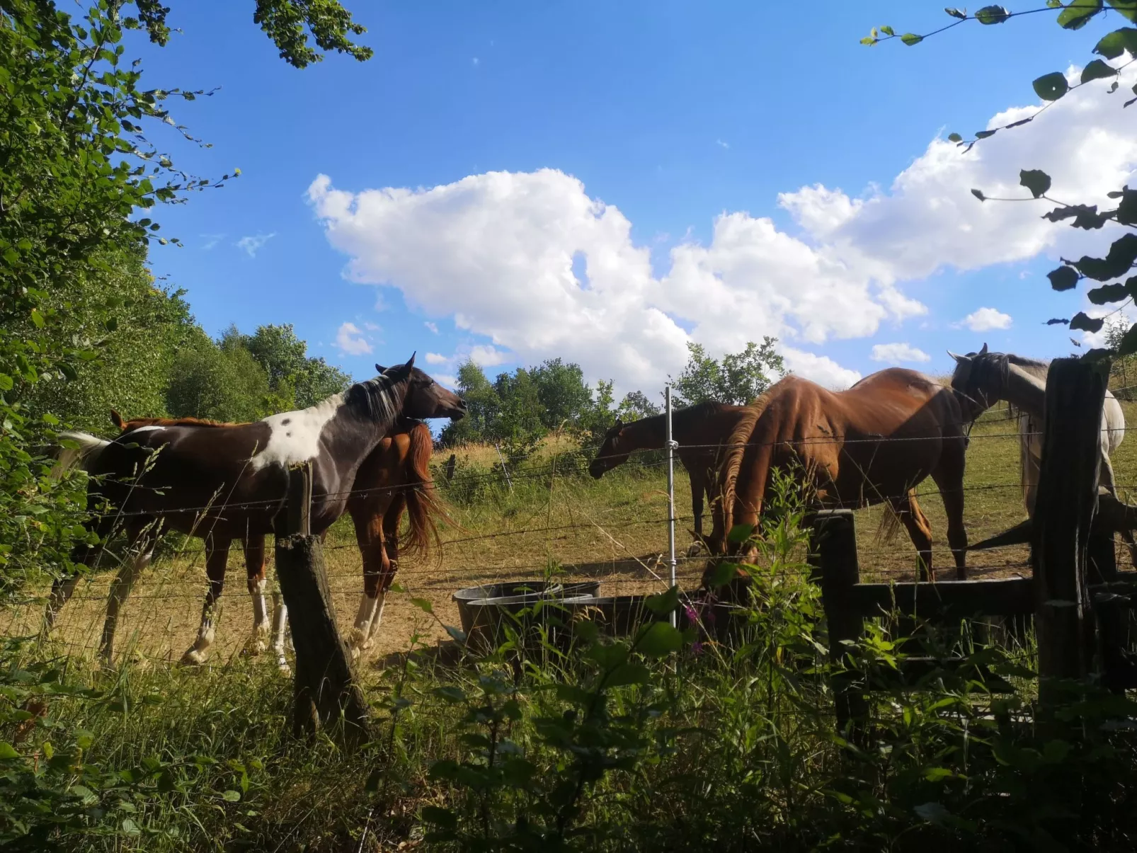 Diemelseeholiday Ferienwohnung im Sauerland - Image-tags.info