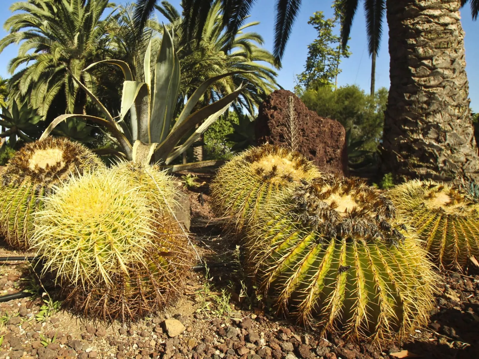 Finca Tocama - Image-tags.info