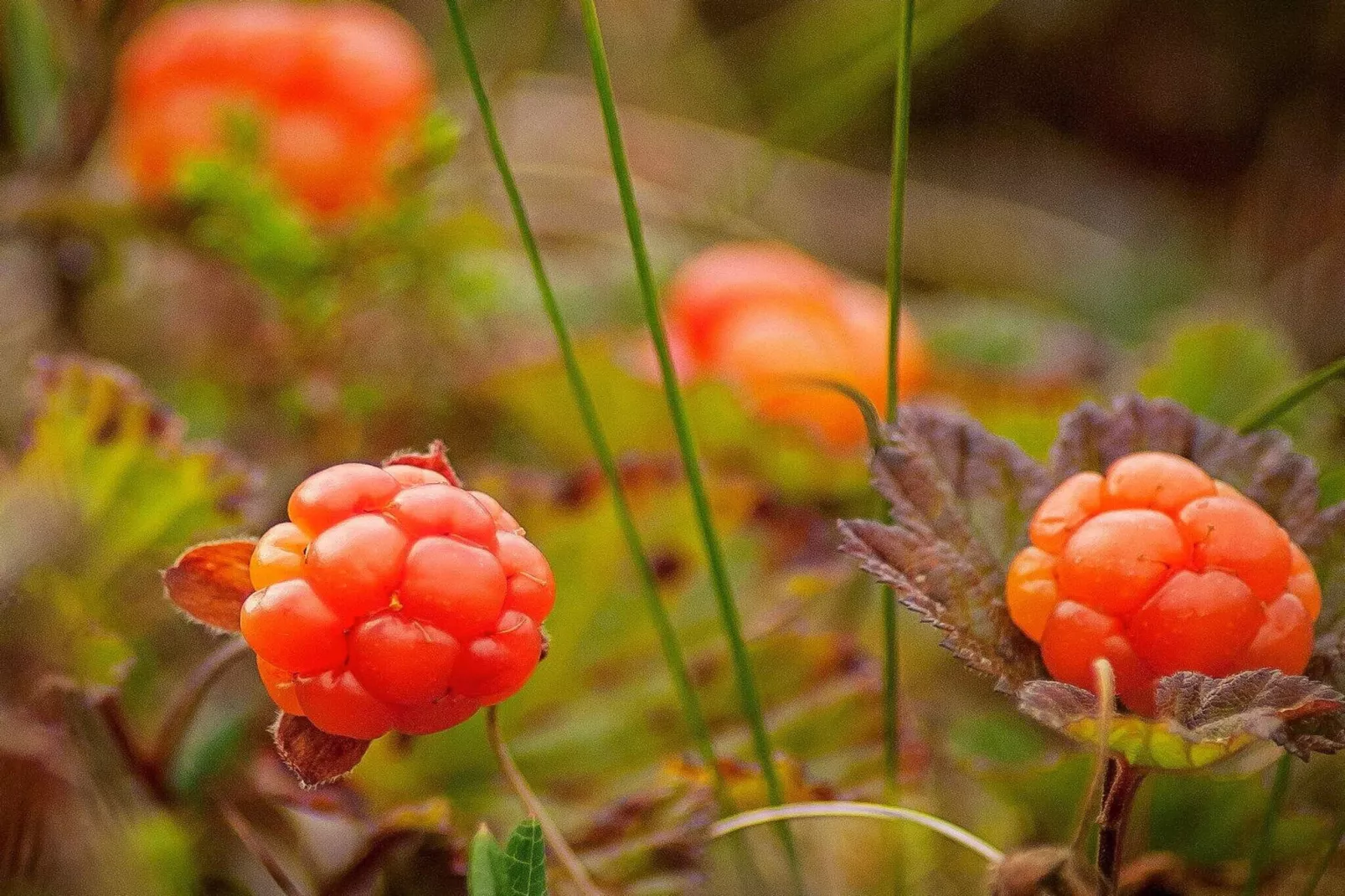 9 persoons vakantie huis in KÄLARNE-Niet-getagd