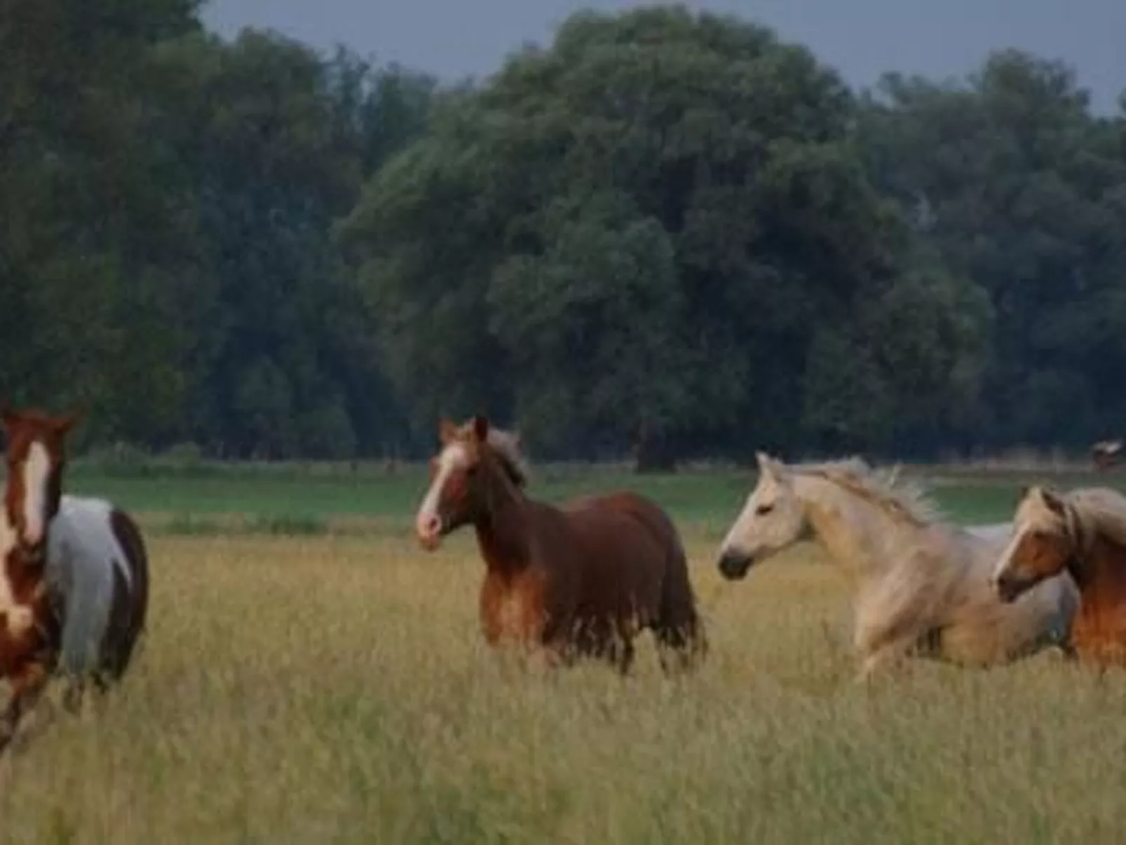 Seerose - Image-tags.info