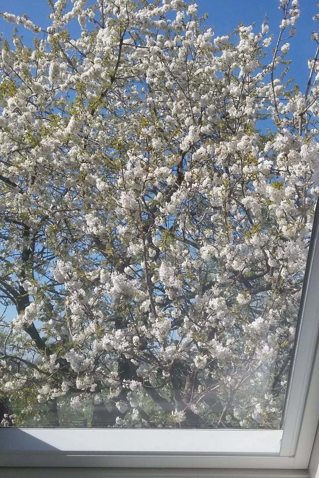 Appartement Meidoorn in Jabbeke - Image-tags.info