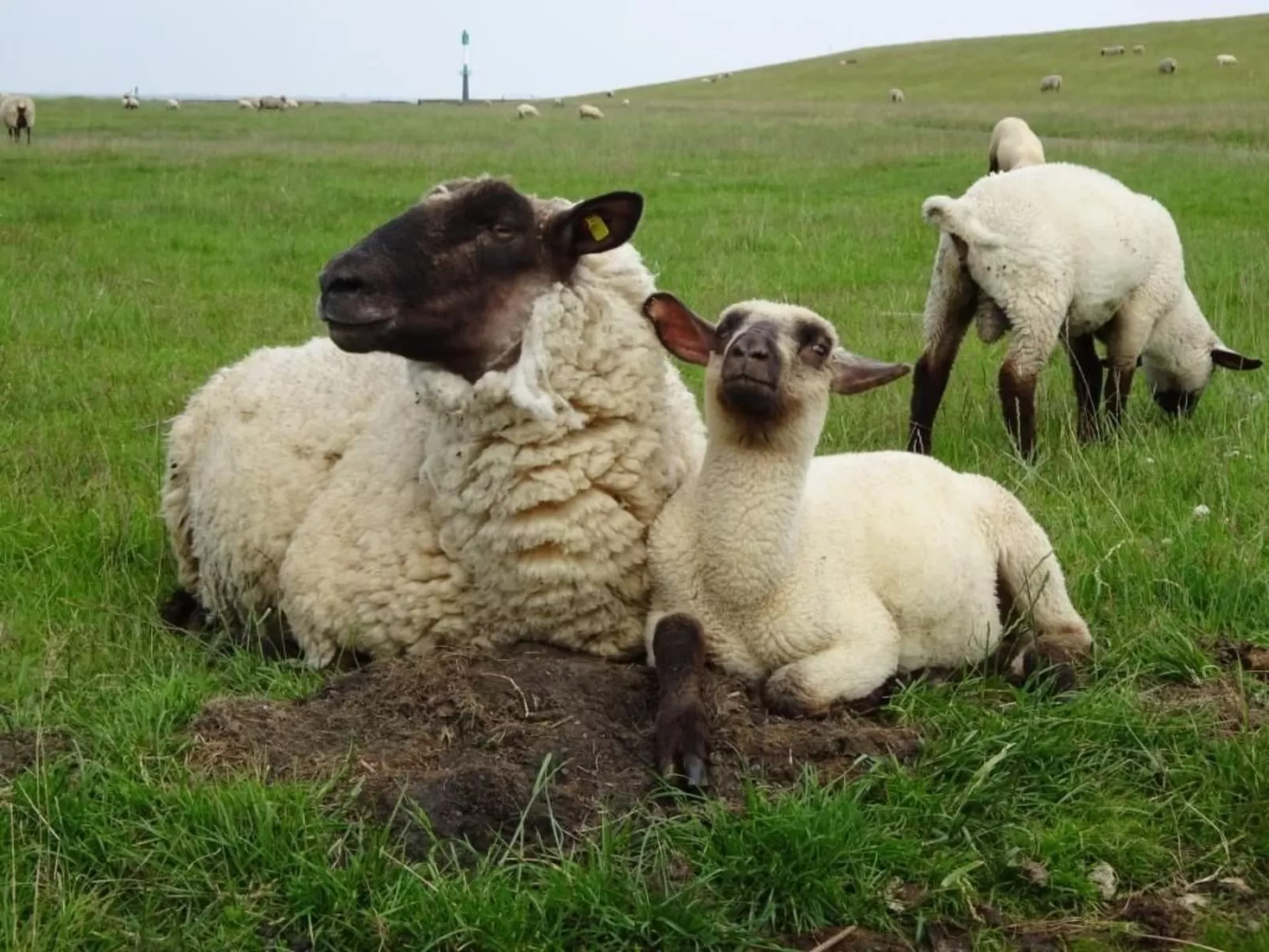 Haus Seestern - Image-tags.info