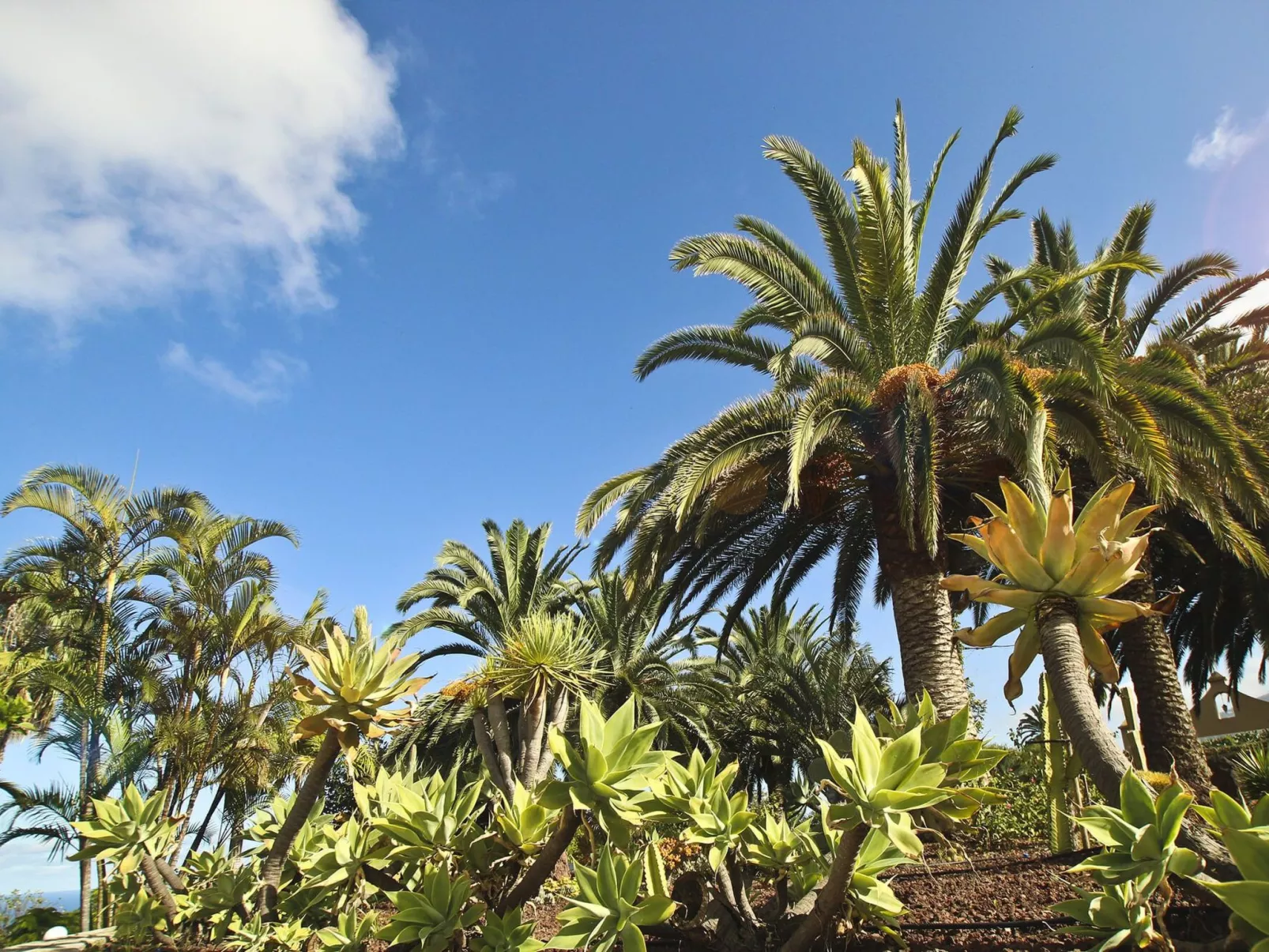 Finca Tocama - Image-tags.info