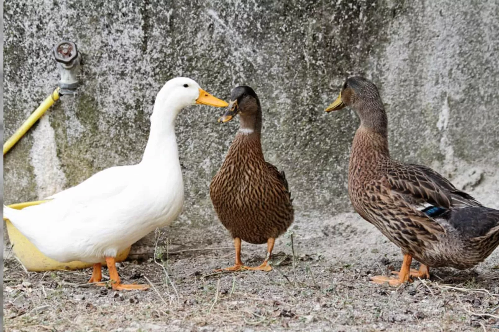 AGRITURISMO BORGO AMENO - AGRITURISMO BORGO AMENO